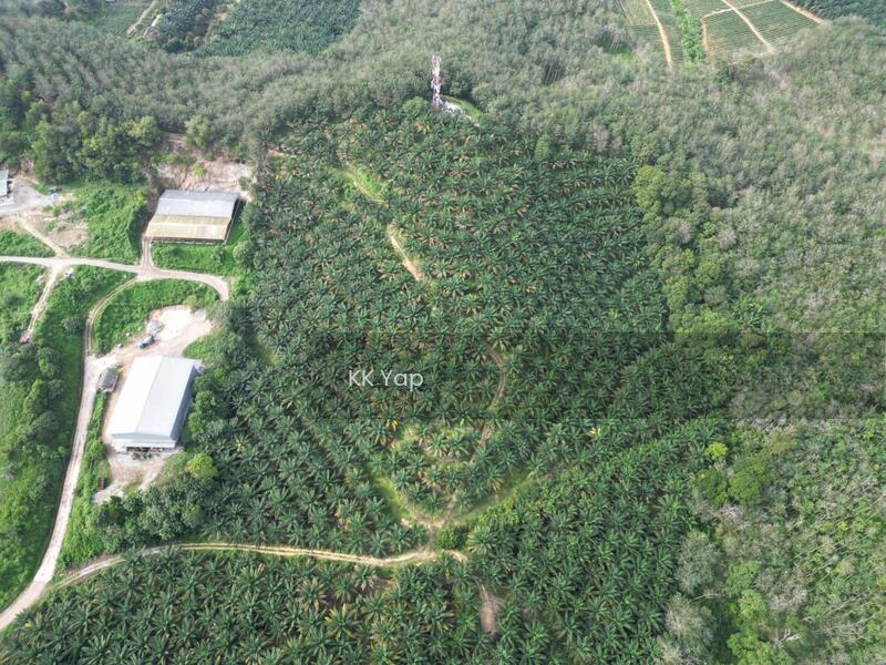 Lendu, Alor Gajah 10acres Freehold Palm Oil Agriculture Land For Sale - 5