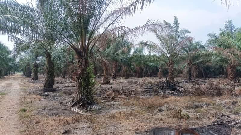 RM16/sqft Only! Super Nice Deal Zoning Industry Land Jeram Near Sime Darby & KIIP Kapar Development - 3