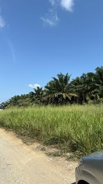 Oil palm for sale kulai sengkang - 1