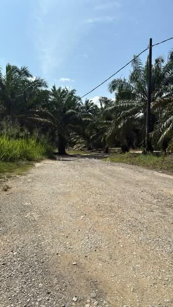 Oil palm for sale kulai sengkang - 5