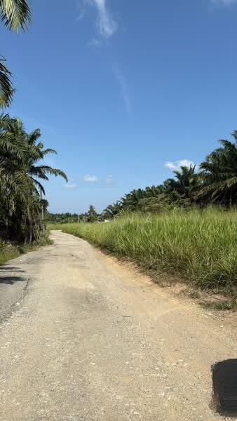 Oil palm for sale kulai sengkang - 3