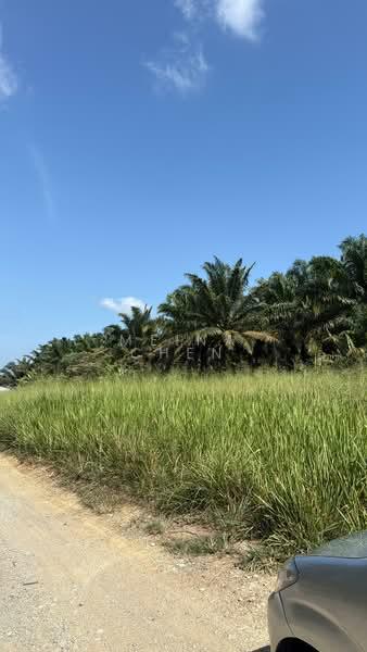 Oil palm for sale kulai sengkang - 2