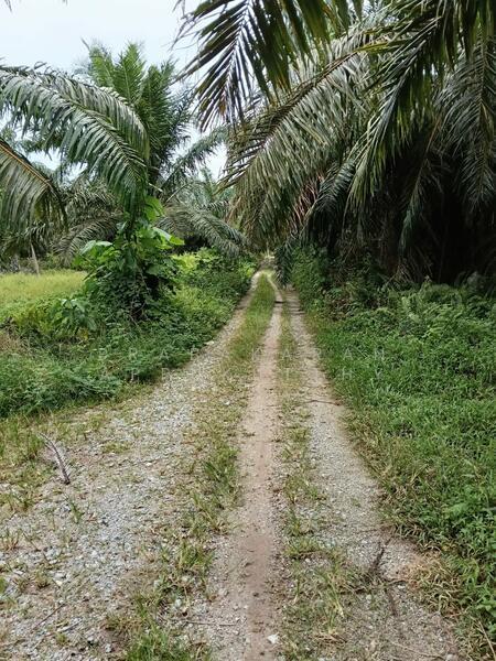 1.65 acres tanah pertanian, Kampong Nelayan, Jalan Raja Abdullah, 45800, Jeram, Kuala Selangor - 5