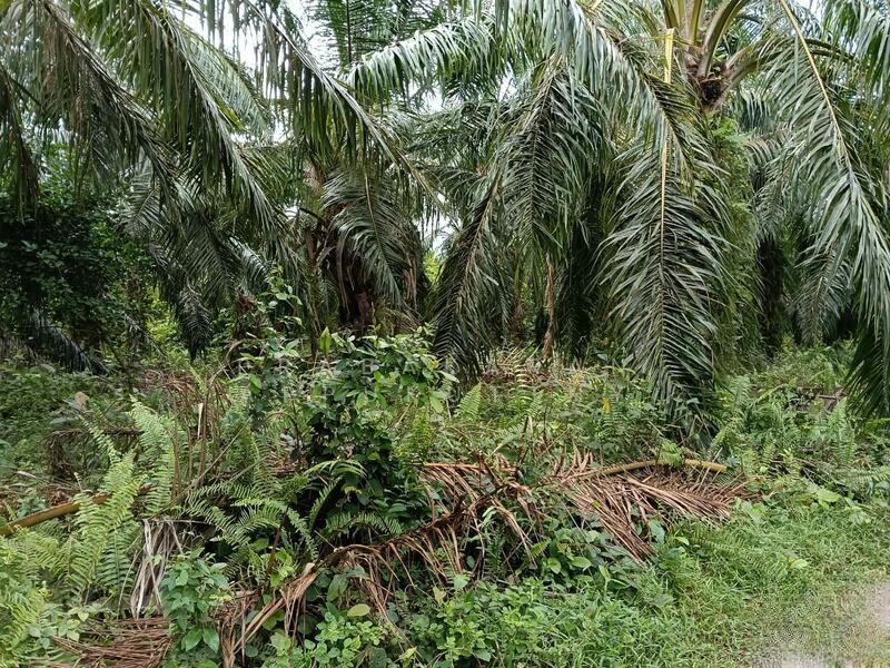 1.65 acres tanah pertanian, Kampong Nelayan, Jalan Raja Abdullah, 45800, Jeram, Kuala Selangor - 4