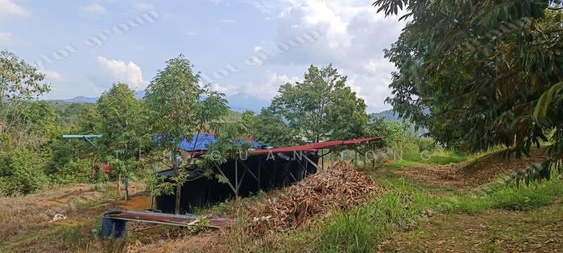 5 acre Agricultural Land | Durian Plantation | Kuala Kangsar | Perak Rm11.94psf - 4