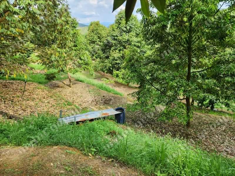 5 acre Agricultural Land | Durian Plantation | Kuala Kangsar | Perak Rm11.94psf - 5