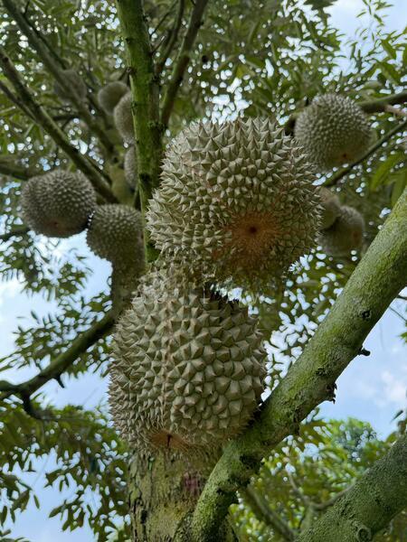 Machap Zoning Industry Land - 1