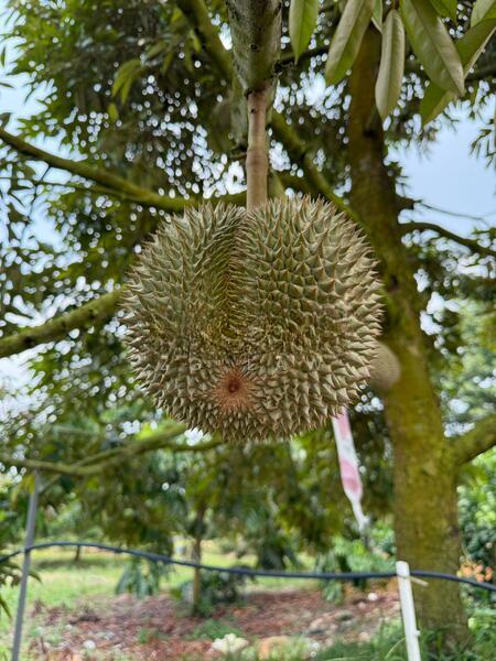 Machap Zoning Industry Land - 5