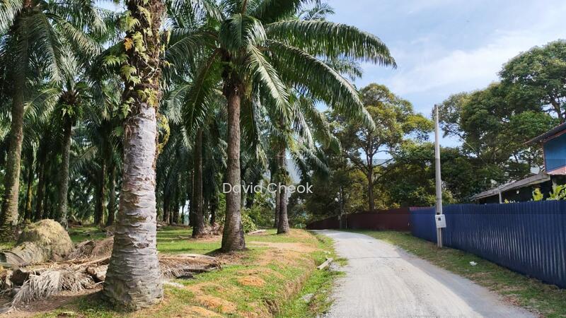 palm Oil//Negeri Sembilan//Rembau//Titian Bintangor//15 acres - 1