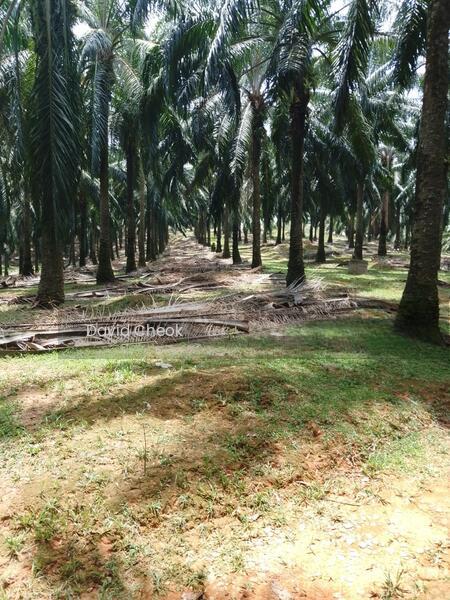 palm Oil//Negeri Sembilan//Rembau//Titian Bintangor//15 acres - 4