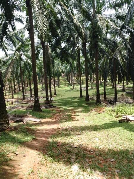 palm Oil//Negeri Sembilan//Rembau//Titian Bintangor//15 acres - 5