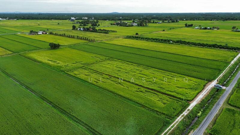 Tanah Sawah Sempadan Blok T Tanjong Karang - 2