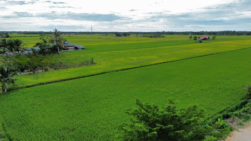 Tanah Sawah Sempadan Blok T Tanjong Karang - 1