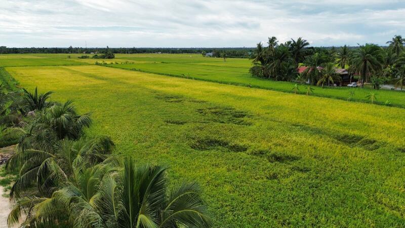 Tanah Sawah Sempadan Blok T Tanjong Karang - 3