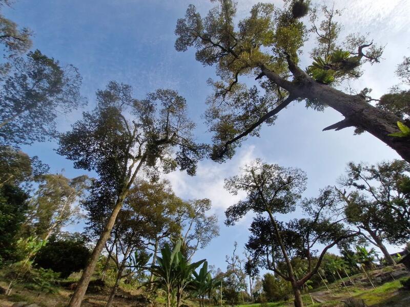 Durian Farm @ Sungai Lembu Bukit Mertajam - 2