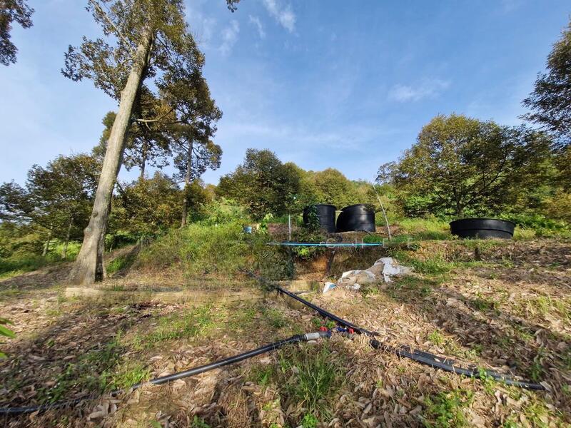 Durian Farm @ Sungai Lembu Bukit Mertajam - 4