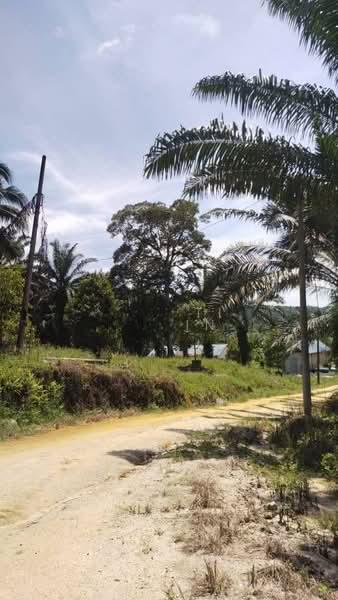 Agriculture land Ladang Sawit Trong Terong Taiping Perak - 2