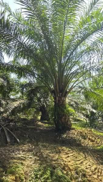 Agriculture land Ladang Sawit Trong Terong Taiping Perak - 4