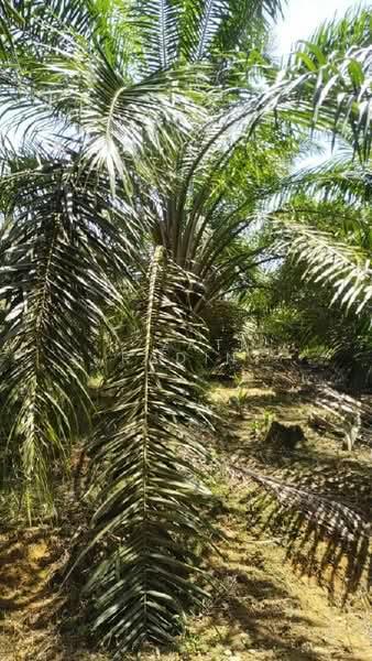 Agriculture land Ladang Sawit Trong Terong Taiping Perak - 5
