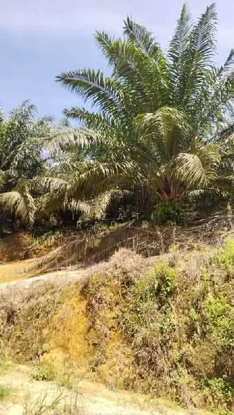 Agriculture land Ladang Sawit Trong Terong Taiping Perak - 3
