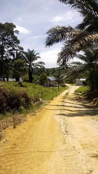 Agriculture land Ladang Sawit Trong Terong Taiping Perak - 1