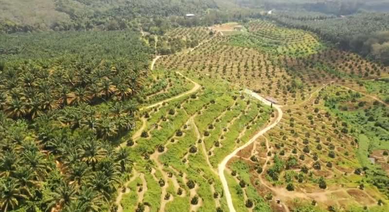 Karak temelong agriculture land with durian and land - 3
