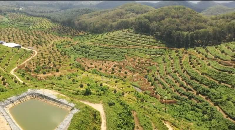 Karak temelong agriculture land with durian and land - 2