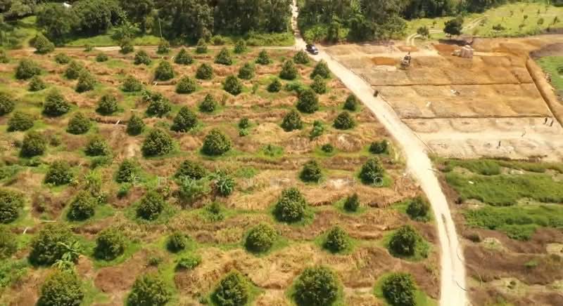 Karak temelong agriculture land with durian and land - 4