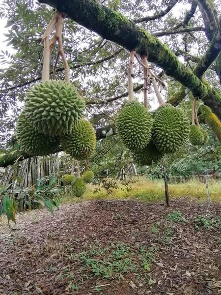 Kulai Sedenak 5 Acre Premium Durian Orchard for Sale - 1