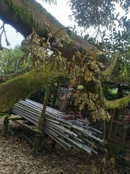 Kulai Sedenak 5 Acre Premium Durian Orchard for Sale - 4