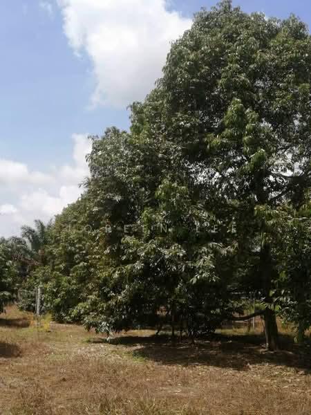Kulai Sedenak 5 Acre Premium Durian Orchard for Sale - 2