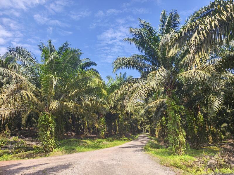 Tai Hong Kota Tinggi , Johor - 2