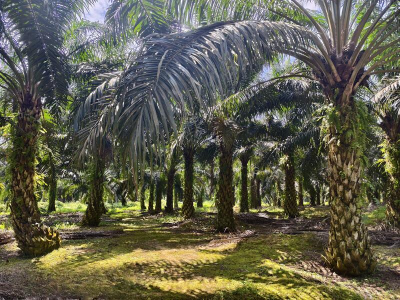 Tai Hong Kota Tinggi , Johor - 1