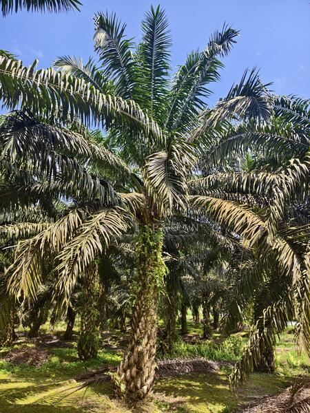 Tai Hong Kota Tinggi , Johor - 3