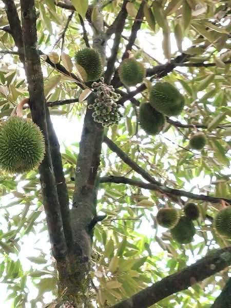 Yong Peng To Ayer Hitam 6.89 Acres Land - 4