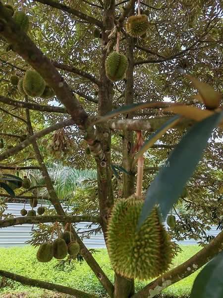 Yong Peng To Ayer Hitam 6.89 Acres Land - 2