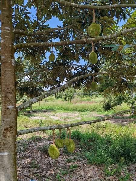 Yong Peng To Ayer Hitam 6.89 Acres Land - 5