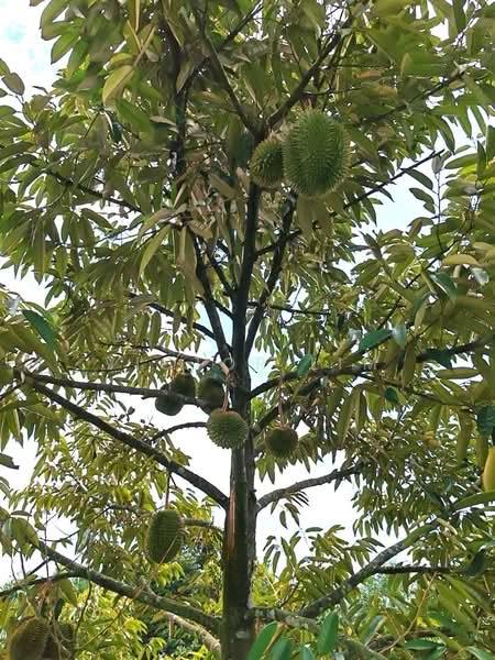 Yong Peng To Ayer Hitam 6.89 Acres Land - 3