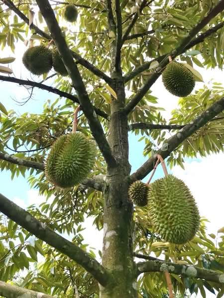 Yong Peng To Ayer Hitam 6.89 Acres Land - 1