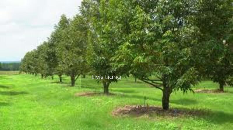 Durian Orchard Bayan Lepas, Penang - 3