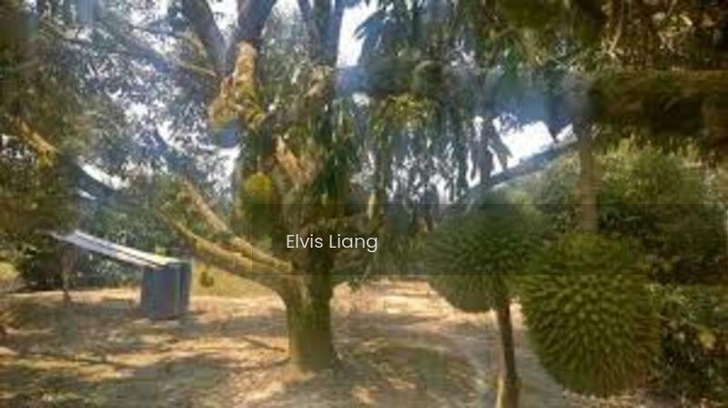 Durian Orchard Bayan Lepas, Penang - 4