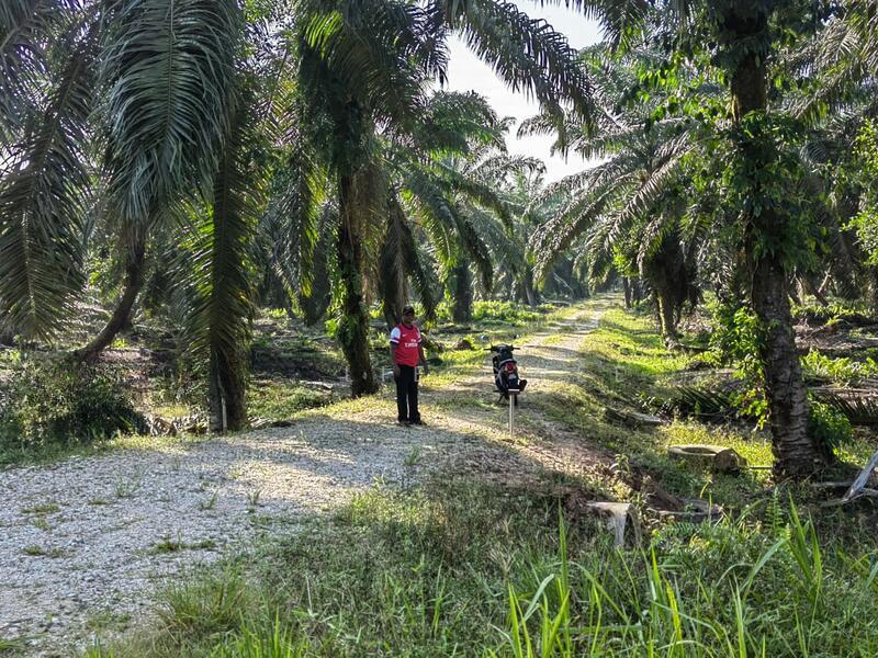 Agriculture Land - Parit Sikom, Pontian, Johor - 4