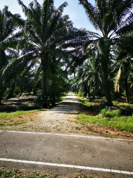 Agriculture Land - Parit Sikom, Pontian, Johor - 5