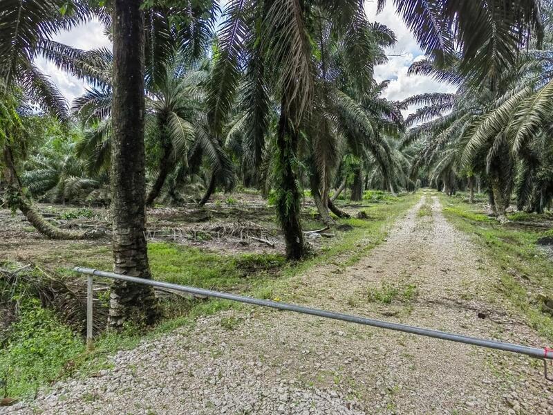 Agriculture Land - Parit Sikom, Pontian, Johor - 1