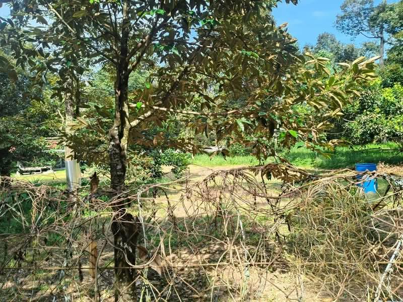 TANAH DUSUN DURIAN UNTUK DIJUAL – MUKIM LENGGENG, NS - 3