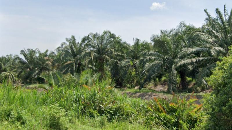 46 acres industrial land Teluk Gong - 1