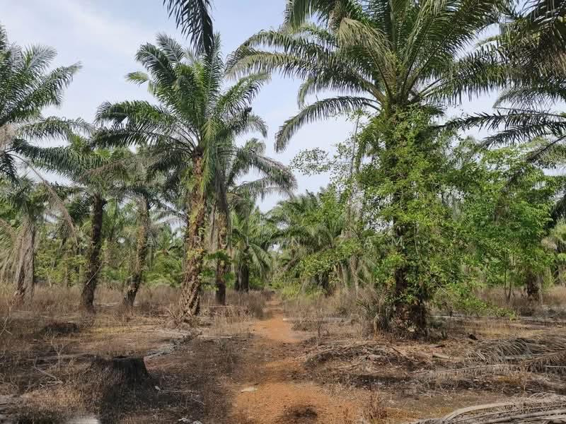 Penerok, Pontian - 5