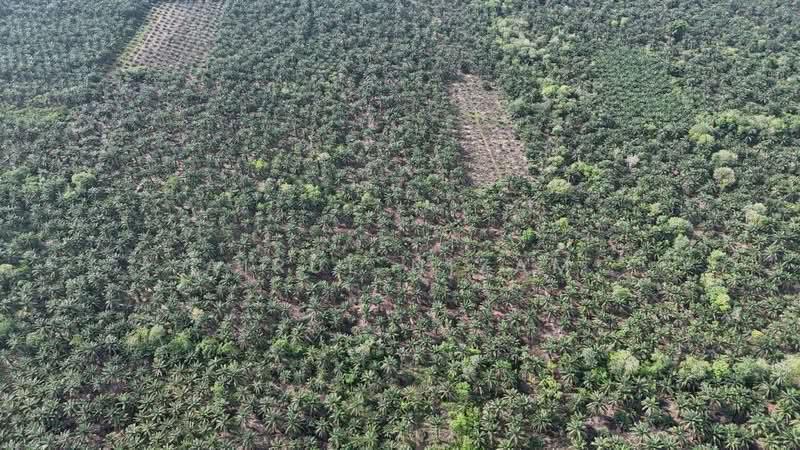 Penerok, Pontian - 4