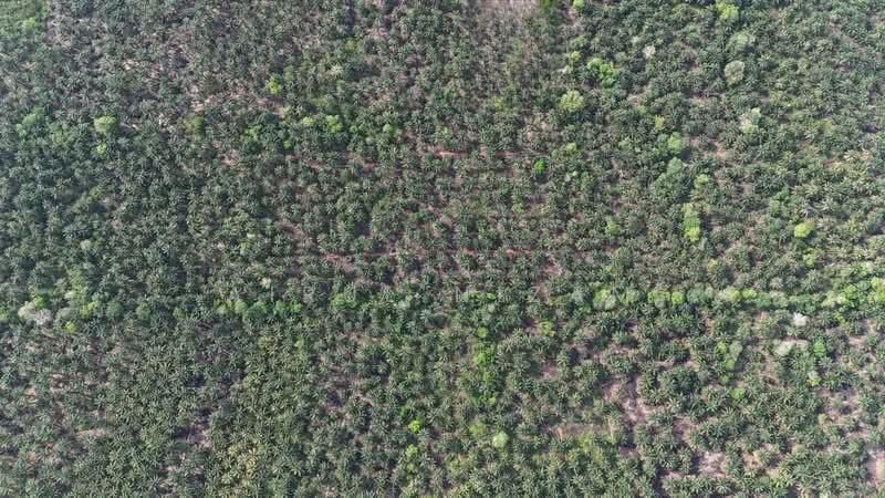 Penerok, Pontian - 3