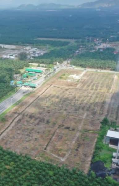 Kemunting - 3